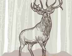 ELK SCENE