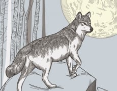 ONE WOLF MOON