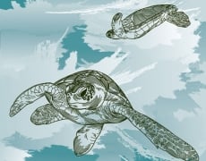 SEA TURTLES