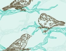 BIRDS AND BRANCHES