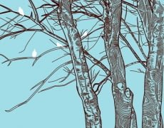 THE BARENESS OF WINTER