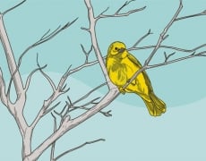 YELLOW WARBLER