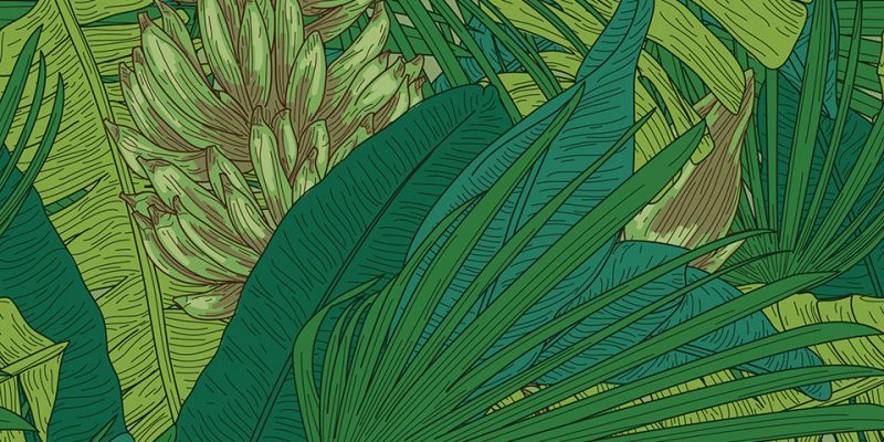 tropical plant illustration