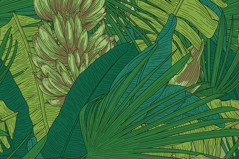 tropical plant illustration